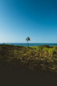 Preview wallpaper palm, tree, grass, sea, horizon