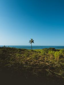 Preview wallpaper palm, tree, grass, sea, horizon