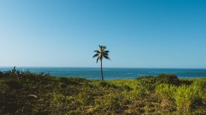 Preview wallpaper palm, tree, grass, sea, horizon