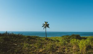 Preview wallpaper palm, tree, grass, sea, horizon