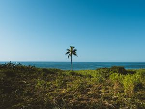 Preview wallpaper palm, tree, grass, sea, horizon