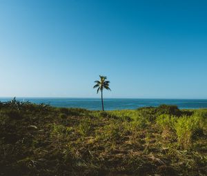 Preview wallpaper palm, tree, grass, sea, horizon