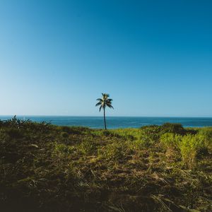 Preview wallpaper palm, tree, grass, sea, horizon