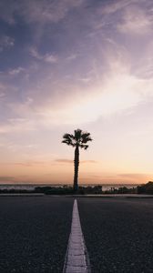 Preview wallpaper palm tree, horizon, sunset, tropics, marking