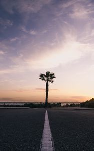 Preview wallpaper palm tree, horizon, sunset, tropics, marking