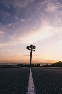 Preview wallpaper palm tree, horizon, sunset, tropics, marking