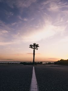 Preview wallpaper palm tree, horizon, sunset, tropics, marking