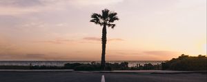 Preview wallpaper palm tree, horizon, sunset, tropics, marking