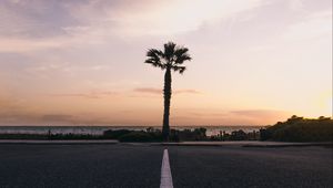 Preview wallpaper palm tree, horizon, sunset, tropics, marking