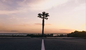 Preview wallpaper palm tree, horizon, sunset, tropics, marking