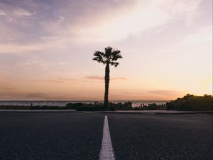 Preview wallpaper palm tree, horizon, sunset, tropics, marking