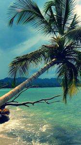 Preview wallpaper palm tree, inclination, coast, tropics, landscape, day