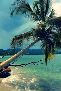 Preview wallpaper palm tree, inclination, coast, tropics, landscape, day