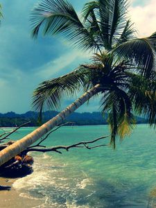 Preview wallpaper palm tree, inclination, coast, tropics, landscape, day