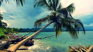 Preview wallpaper palm tree, inclination, coast, tropics, landscape, day