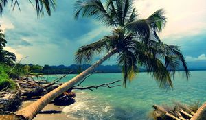 Preview wallpaper palm tree, inclination, coast, tropics, landscape, day