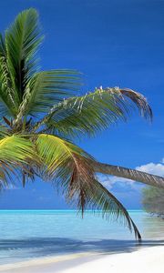 Preview wallpaper palm tree, inclination, coast, branches, shadow, tropics, blue water, gulf, heat