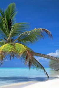 Preview wallpaper palm tree, inclination, coast, branches, shadow, tropics, blue water, gulf, heat