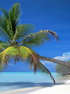 Preview wallpaper palm tree, inclination, coast, branches, shadow, tropics, blue water, gulf, heat
