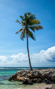 Preview wallpaper palm tree, island, sea, summer, tropics