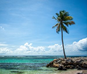 Preview wallpaper palm tree, island, sea, summer, tropics