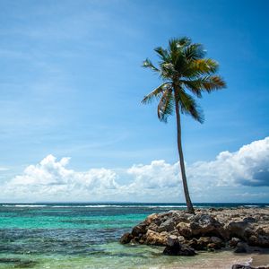Preview wallpaper palm tree, island, sea, summer, tropics