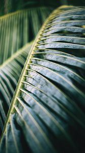 Preview wallpaper palm tree, leaf, macro, plant, wet, green
