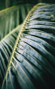 Preview wallpaper palm tree, leaf, macro, plant, wet, green