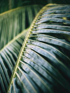 Preview wallpaper palm tree, leaf, macro, plant, wet, green