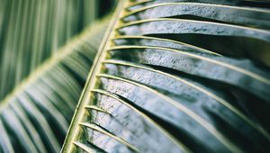 Preview wallpaper palm tree, leaf, macro, plant, wet, green