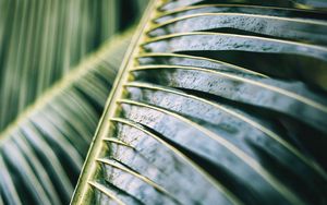 Preview wallpaper palm tree, leaf, macro, plant, wet, green