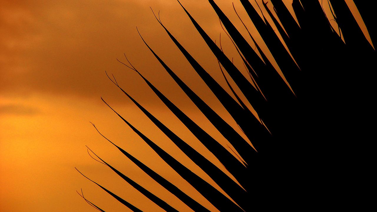 Wallpaper palm tree, leaf, silhouette, sunset, dark