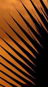 Preview wallpaper palm tree, leaf, silhouette, sunset, dark