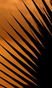 Preview wallpaper palm tree, leaf, silhouette, sunset, dark