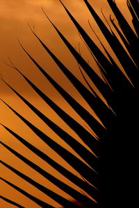 Preview wallpaper palm tree, leaf, silhouette, sunset, dark