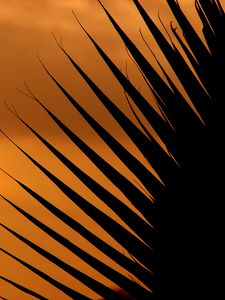 Preview wallpaper palm tree, leaf, silhouette, sunset, dark