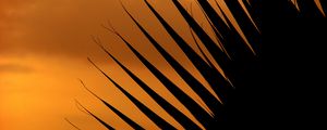 Preview wallpaper palm tree, leaf, silhouette, sunset, dark