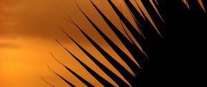 Preview wallpaper palm tree, leaf, silhouette, sunset, dark