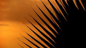Preview wallpaper palm tree, leaf, silhouette, sunset, dark