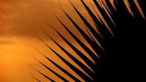 Preview wallpaper palm tree, leaf, silhouette, sunset, dark