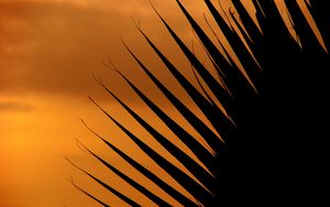 Preview wallpaper palm tree, leaf, silhouette, sunset, dark