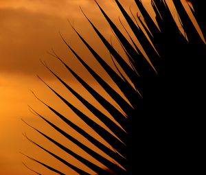 Preview wallpaper palm tree, leaf, silhouette, sunset, dark