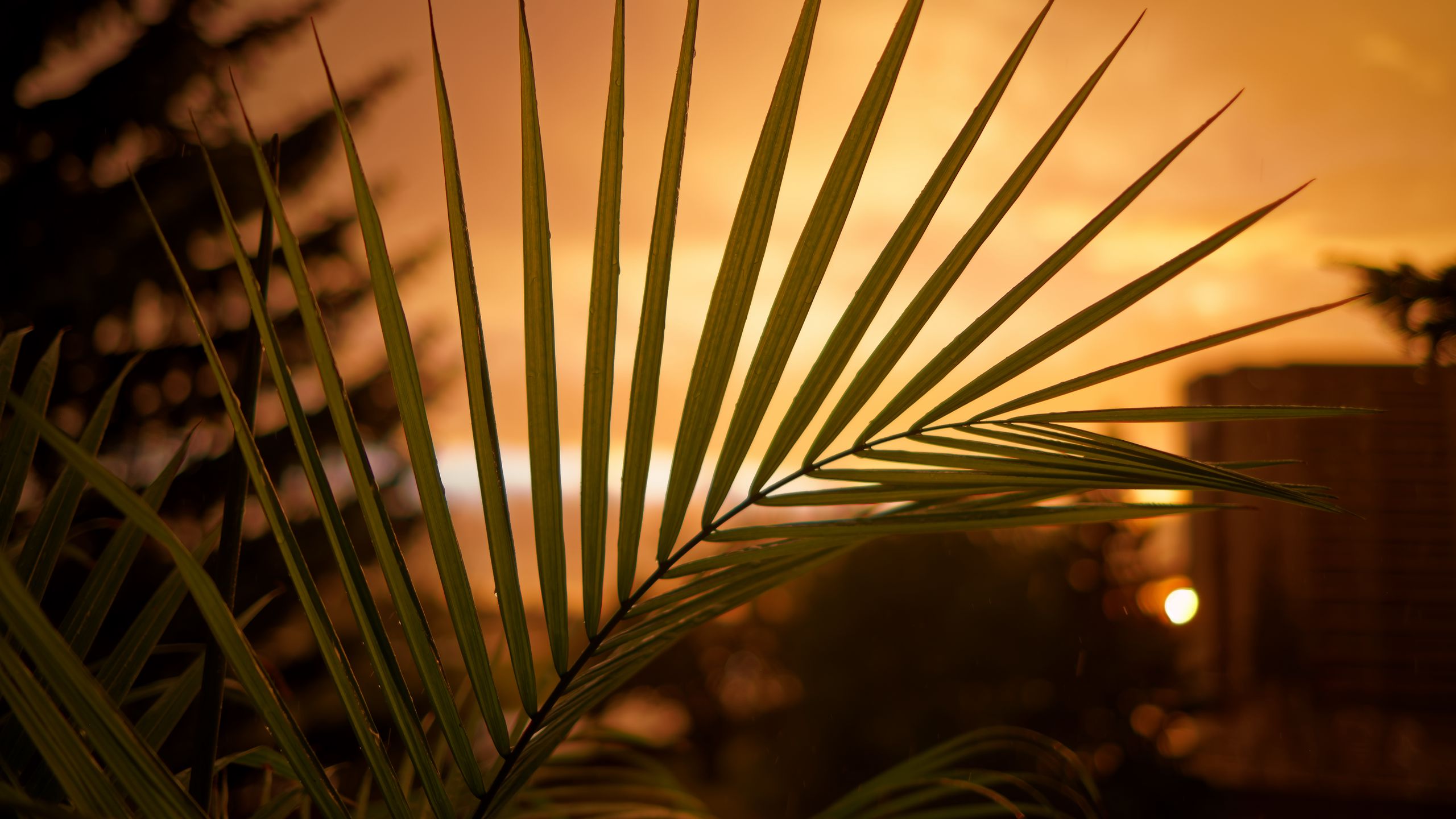 Луч солнца сквозь листья пальмы