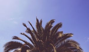 Preview wallpaper palm, tree, leaves