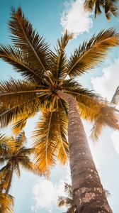 Preview wallpaper palm, tree, leaves, sky