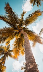 Preview wallpaper palm, tree, leaves, sky