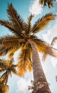 Preview wallpaper palm, tree, leaves, sky