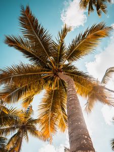 Preview wallpaper palm, tree, leaves, sky