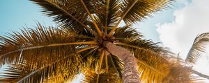 Preview wallpaper palm, tree, leaves, sky