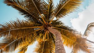 Preview wallpaper palm, tree, leaves, sky